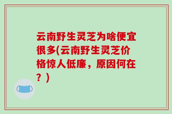 云南野生灵芝为啥便宜很多(云南野生灵芝价格惊人低廉，原因何在？)