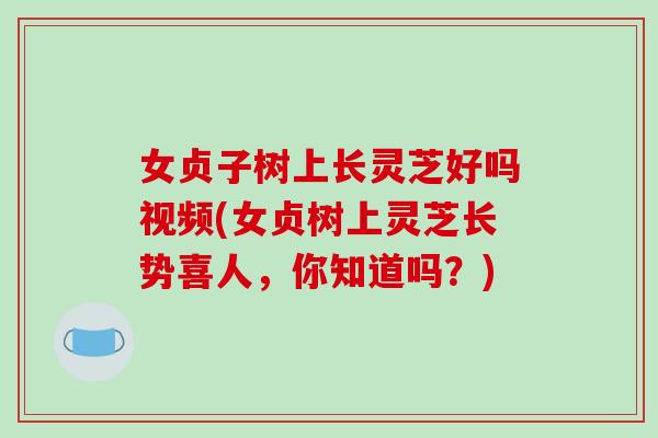 女贞子树上长灵芝好吗视频(女贞树上灵芝长势喜人，你知道吗？)