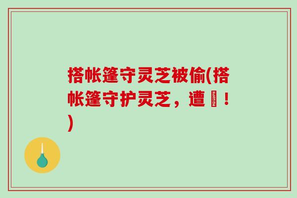 搭帐篷守灵芝被偷(搭帐篷守护灵芝，遭竊！)