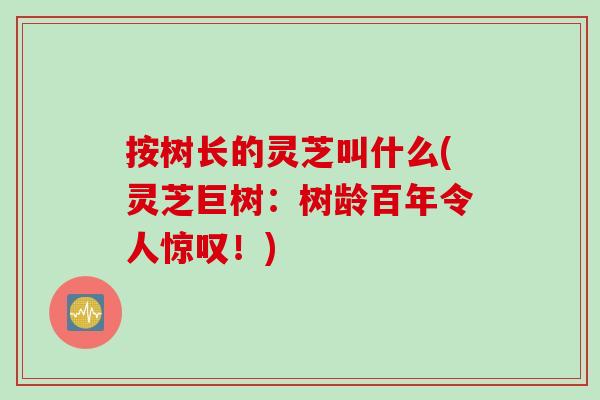 按树长的灵芝叫什么(灵芝巨树：树龄百年令人惊叹！)