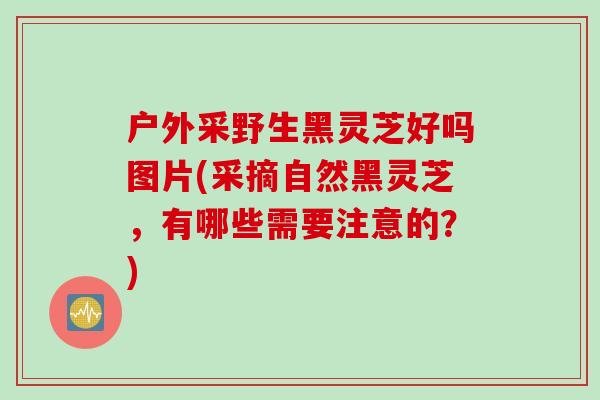户外采野生黑灵芝好吗图片(采摘自然黑灵芝，有哪些需要注意的？)
