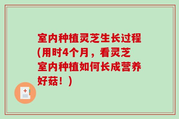 室内种植灵芝生长过程(用时4个月，看灵芝室内种植如何长成营养好菇！)