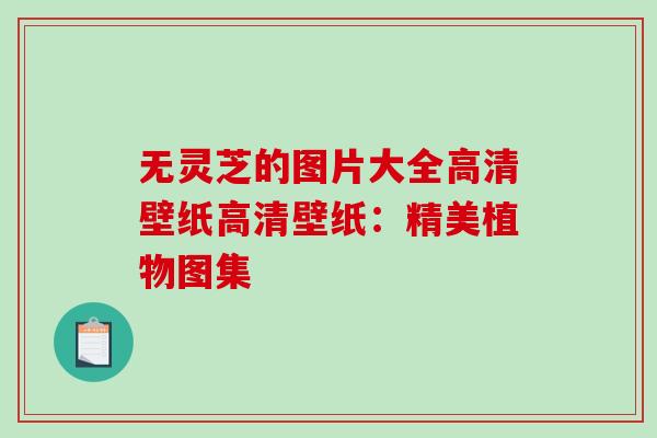无灵芝的图片大全高清壁纸高清壁纸:精美植物图集 无灵芝的图片大全高清壁纸高清壁纸:精美植物图集