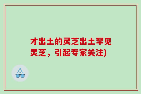 才出土的灵芝出土罕见灵芝，引起专家关注)