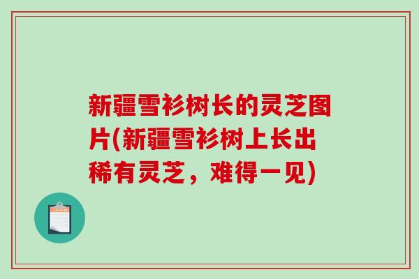 新疆雪衫树长的灵芝图片(新疆雪衫树上长出稀有灵芝，难得一见)