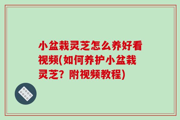 小盆栽灵芝怎么养好看视频(如何养护小盆栽灵芝？附视频教程)