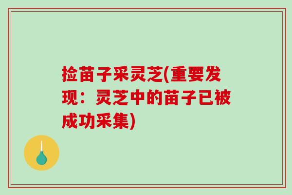 捡苗子采灵芝(重要发现：灵芝中的苗子已被成功采集)