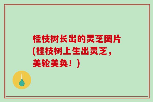桂枝树长出的灵芝图片(桂枝树上生出灵芝，美轮美奂！)
