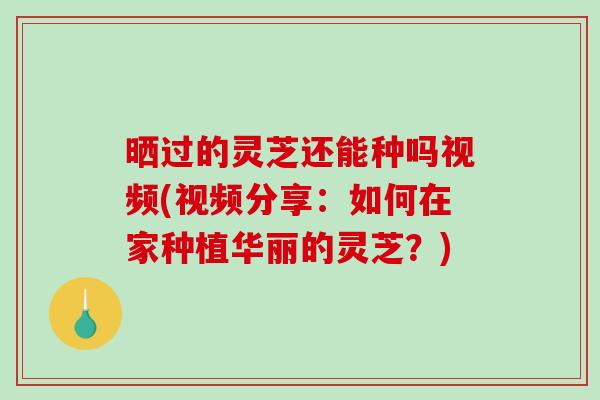 晒过的灵芝还能种吗视频(视频分享：如何在家种植华丽的灵芝？)