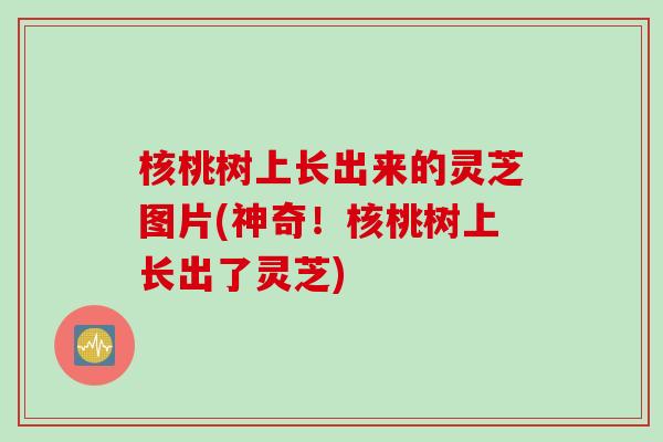 核桃树上长出来的灵芝图片(神奇！核桃树上长出了灵芝)