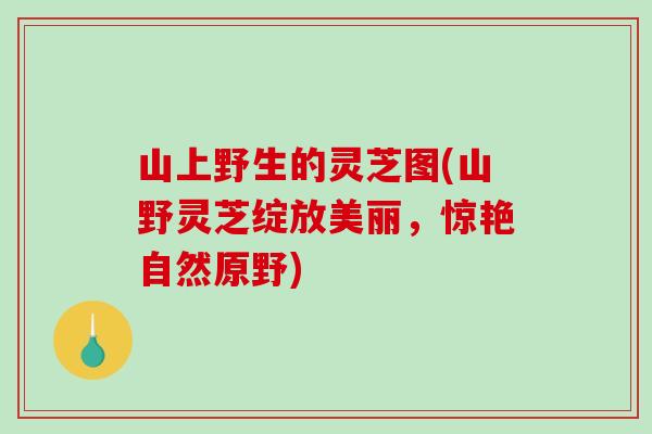 山上野生的灵芝图(山野灵芝绽放美丽，惊艳自然原野)