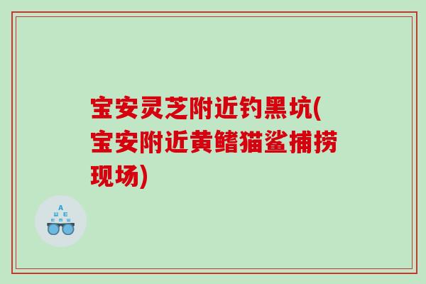 宝安灵芝附近钓黑坑(宝安附近黄鳍猫鲨捕捞现场)