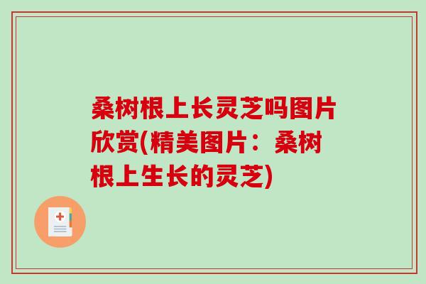 桑树根上长灵芝吗图片欣赏(精美图片：桑树根上生长的灵芝)