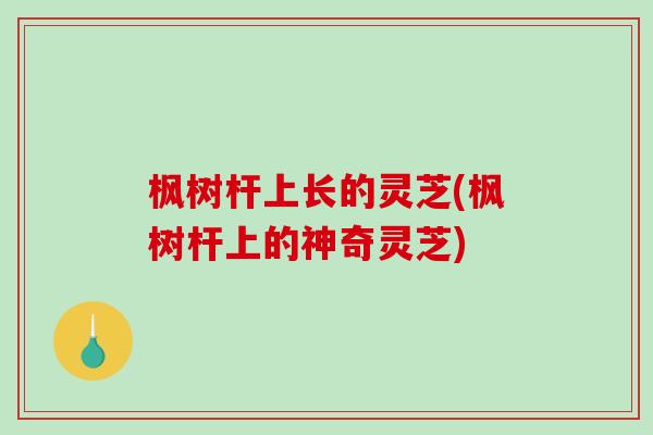 枫树杆上长的灵芝(枫树杆上的神奇灵芝)