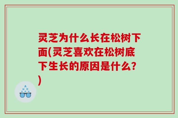 灵芝为什么长在松树下面(灵芝喜欢在松树底下生长的原因是什么？)