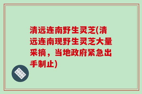 清远连南野生灵芝(清远连南现野生灵芝大量采摘，当地政府紧急出手制止)
