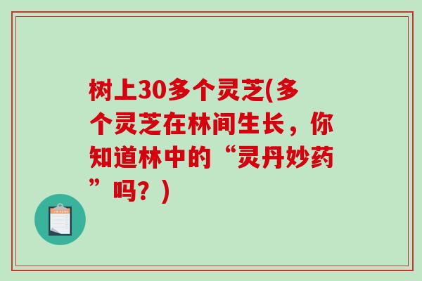 树上30多个灵芝(多个灵芝在林间生长，你知道林中的“灵丹妙药”吗？)
