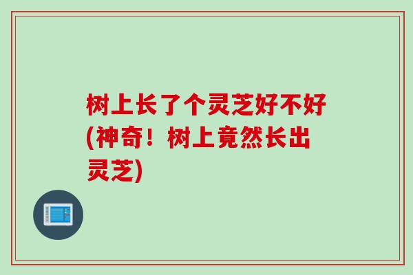 树上长了个灵芝好不好(神奇！树上竟然长出灵芝)