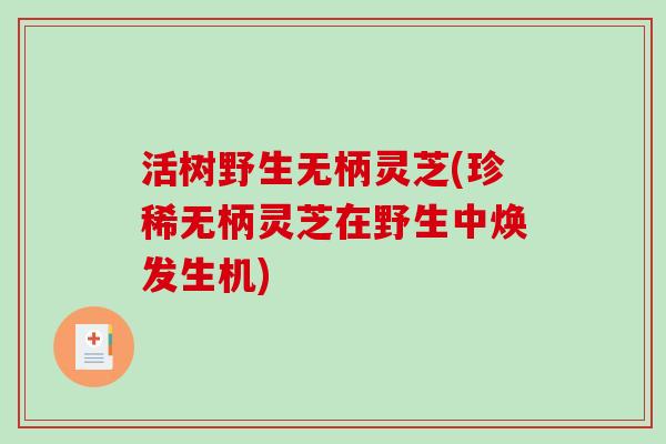 活树野生无柄灵芝(珍稀无柄灵芝在野生中焕发生机)