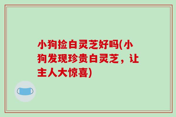 小狗捡白灵芝好吗(小狗发现珍贵白灵芝，让主人大惊喜)