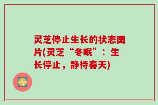 灵芝停止生长的状态图片(灵芝“冬眠”：生长停止，静待春天)