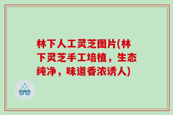 林下人工灵芝图片(林下灵芝手工培植，生态纯净，味道香浓诱人)