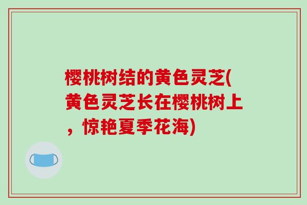 樱桃树结的黄色灵芝(黄色灵芝长在樱桃树上，惊艳夏季花海)