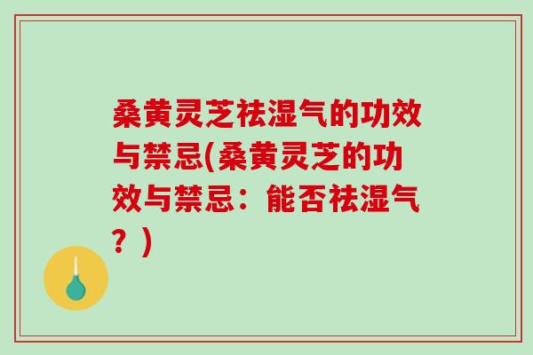 桑黄灵芝祛湿气的功效与禁忌(桑黄灵芝的功效与禁忌：能否祛湿气？)