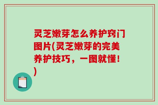 灵芝嫩芽怎么养护窍门图片(灵芝嫩芽的完美养护技巧，一图就懂！)