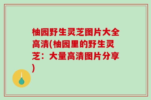 柚园野生灵芝图片大全高清(柚园里的野生灵芝：大量高清图片分享)