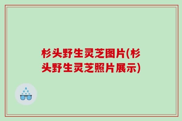 杉头野生灵芝图片(杉头野生灵芝照片展示)