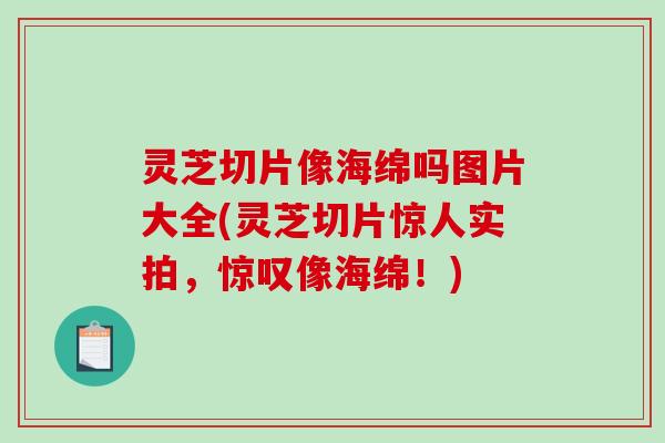 灵芝切片像海绵吗图片大全(灵芝切片惊人实拍，惊叹像海绵！)