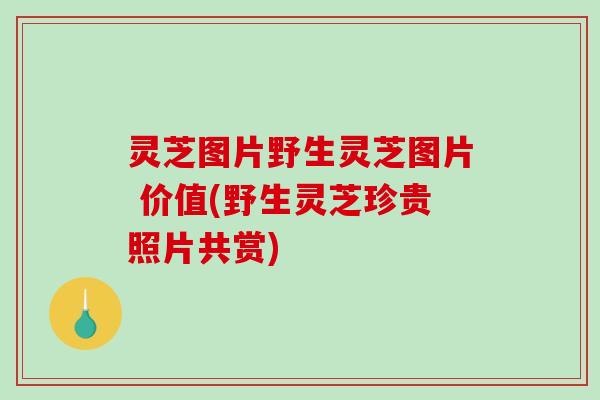 灵芝图片野生灵芝图片 价值(野生灵芝珍贵照片共赏)
