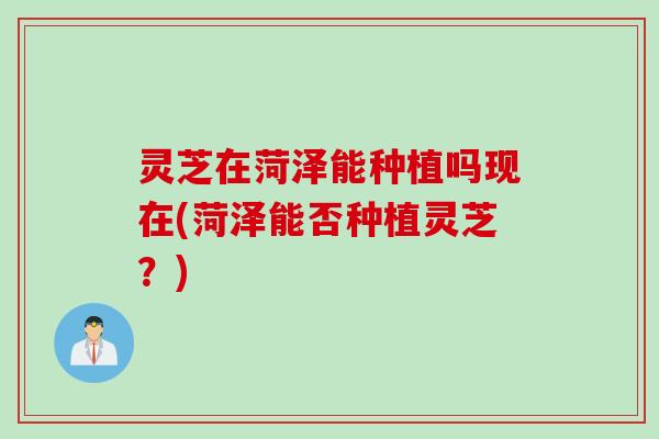 灵芝在菏泽能种植吗现在(菏泽能否种植灵芝？)