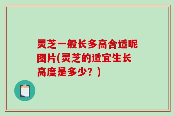 灵芝一般长多高合适呢图片(灵芝的适宜生长高度是多少?) 灵芝一般长多高合适呢图片(灵芝的适宜生长高度是多少?)