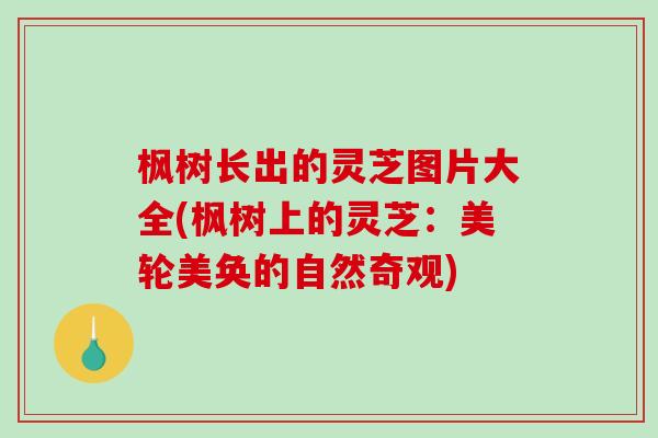 枫树长出的灵芝图片大全(枫树上的灵芝:美轮美奂的自然奇观) 枫树长出的灵芝图片大全(枫树上的灵芝:美轮美奂的自然奇观)