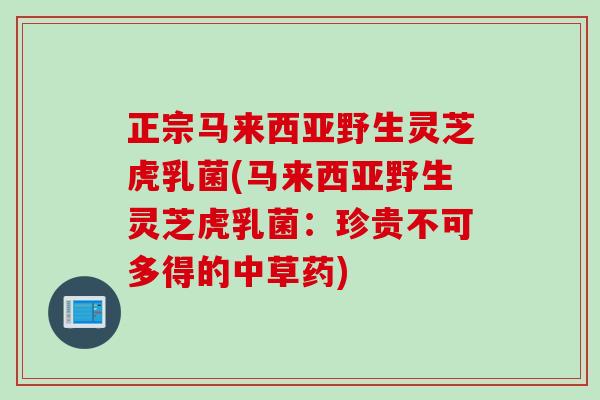 正宗马来西亚野生灵芝虎乳菌(马来西亚野生灵芝虎乳菌：珍贵不可多得的中草药)