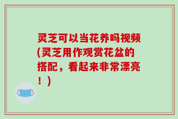 灵芝可以当花养吗视频(灵芝用作观赏花盆的搭配，看起来非常漂亮！)