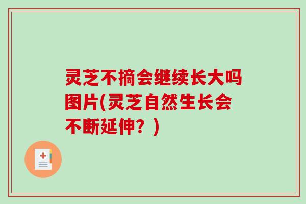 灵芝不摘会继续长大吗图片(灵芝自然生长会不断延伸？)