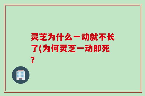 灵芝为什么一动就不长了(为何灵芝一动即死？