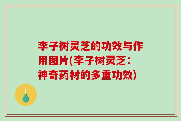 李子树灵芝的功效与作用图片(李子树灵芝：神奇药材的多重功效)