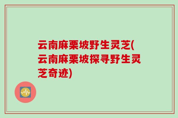 云南麻栗坡野生灵芝(云南麻栗坡探寻野生灵芝奇迹)