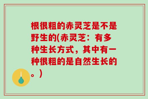 根很粗的赤灵芝是不是野生的(赤灵芝:有多种生长方式,其中有一种很粗的是自然生长的。) 根很粗的赤灵芝是不是野生的(赤灵芝:有多种生长方式,其中有一种很粗的是自然生长的。)