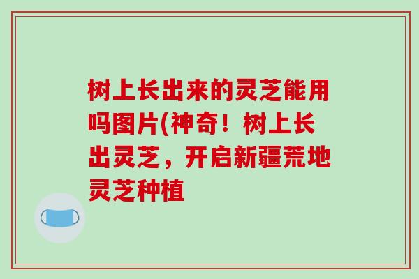 树上长出来的灵芝能用吗图片(神奇！树上长出灵芝，开启新疆荒地灵芝种植