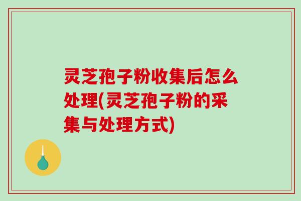 灵芝孢子粉收集后怎么处理(灵芝孢子粉的采集与处理方式)