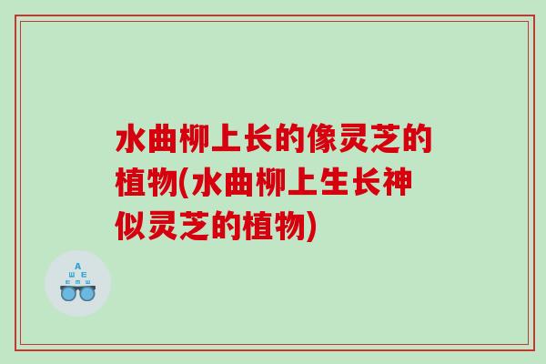 水曲柳上长的像灵芝的植物(水曲柳上生长神似灵芝的植物)