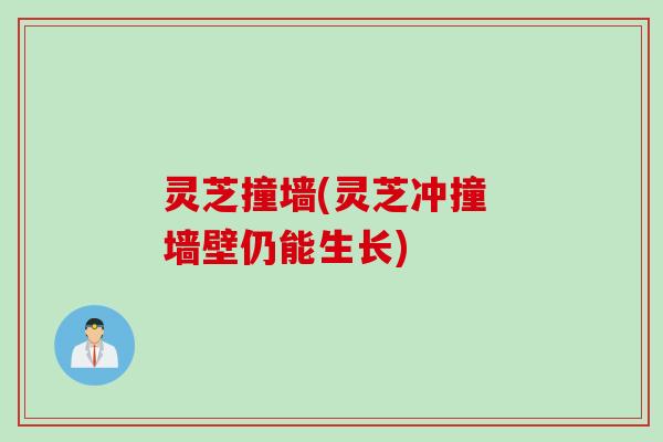 灵芝撞墙(灵芝冲撞 墙壁仍能生长) 灵芝撞墙(灵芝冲撞 墙壁仍能生长)