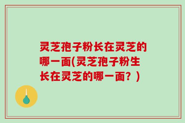 灵芝孢子粉长在灵芝的哪一面(灵芝孢子粉生长在灵芝的哪一面？)