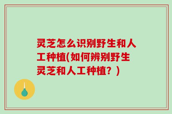 灵芝怎么识别野生和人工种植(如何辨别野生灵芝和人工种植？)