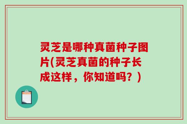 灵芝是哪种真菌种子图片(灵芝真菌的种子长成这样，你知道吗？)